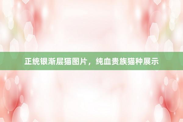 正统银渐层猫图片，纯血贵族猫种展示